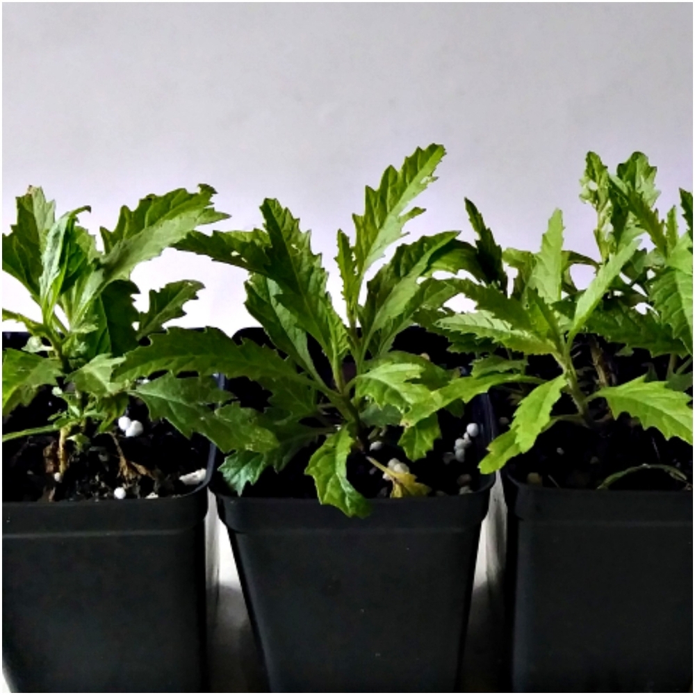 1 Organic Epazote Plant in a 2"-3" Pot